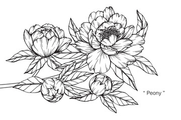 Peony flower and leaf drawing illustration with line art on white backgrounds.