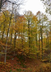 forest in autumn
