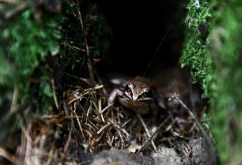 frog under a tree in the forest