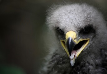 young eagle in the forest