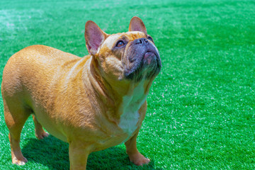 Set of young puppy french bulldog playing and activity around the house both indoor and outdoor