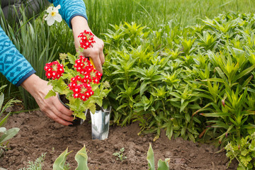 Gardener is planting verbena in the ground in a garden bed.