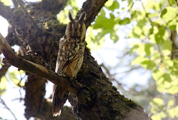 owl with big eyes