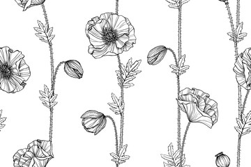 Poppy flower and leaf drawing illustration with line art on white backgrounds.