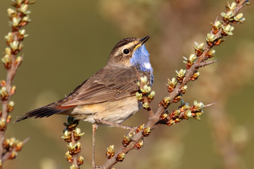 Possierliches Blaukehlchen im Sanddorn
