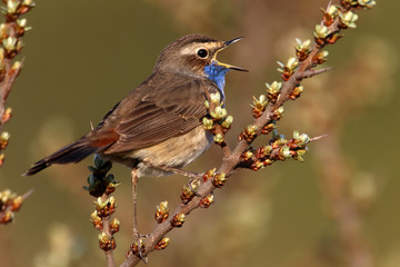 Der Ruf des Blaukehlchens im Sanddorn
