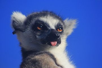 Curious lemur 