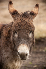 Fototapeta premium Portrait - Kopf von einem Esel