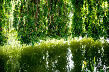Weeping willow on a pond in santeny, france