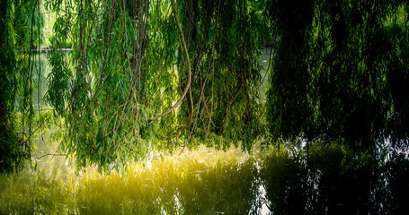 Weeping willow on a pond in santeny, france