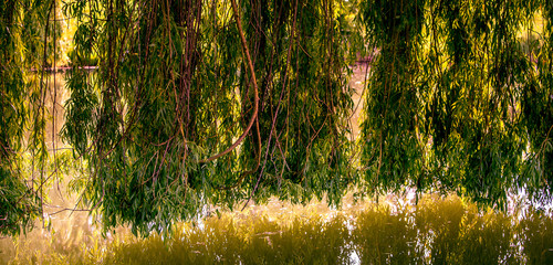 Weeping willow on a pond in santeny, france