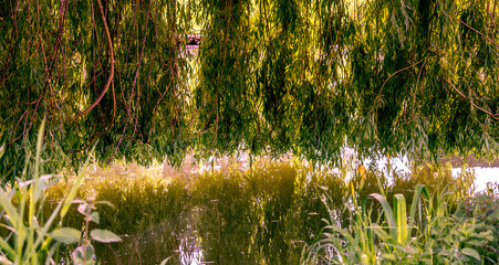 Weeping willow on a pond in santeny, france