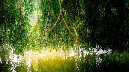 Weeping willow on a pond in santeny, france