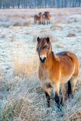Exmoor Pony'