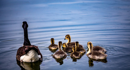 ducks and ducklings on a pond in santeny, france