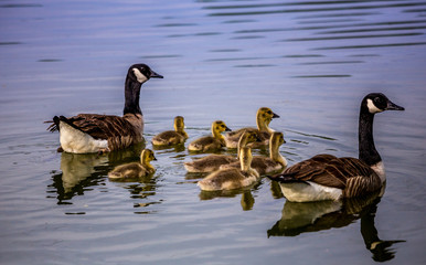 ducks and ducklings on a pond in santeny, france