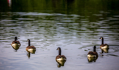 ducks and ducklings on a pond in santeny, france