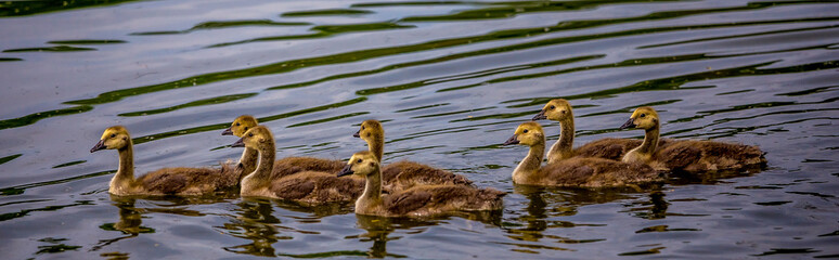 ducks and ducklings on a pond in santeny, france