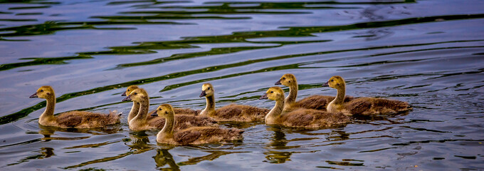 ducks and ducklings on a pond in santeny, france