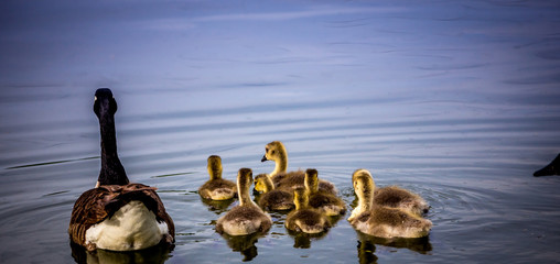 ducks and ducklings on a pond in santeny, france