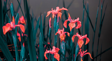 flowers on a pond in santeny, france