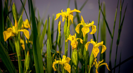 flowers on a pond in santeny, france