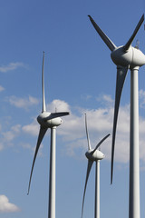 Wind roses sunset and blue sky