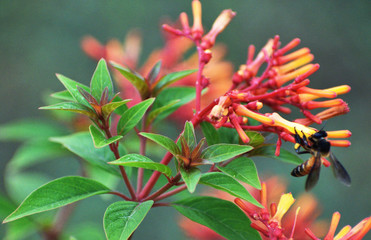 red flower in garden
