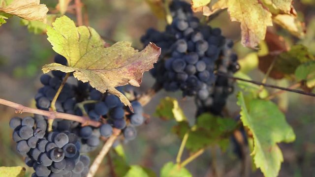 Organic grape on vine branches. Full HD, 1080p