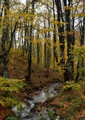 Fototapeta premium autumn in the forest