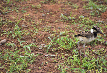 baby lapwing bird on the grass
