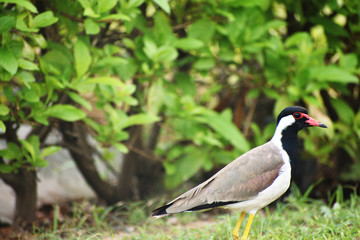 lapwing bird on the grass