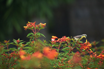 sunbird sucking nectar from the garden flowers