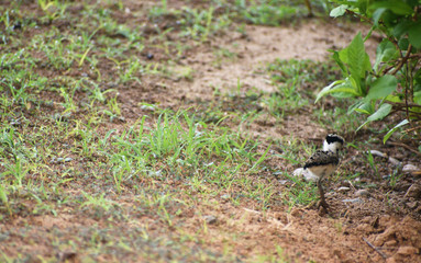 baby lapwing bird on the grass