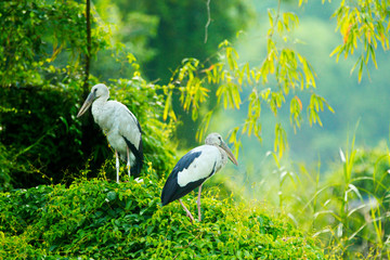 White Storks in Thung Nham Natural Reserve, Ninh Binh, Vietnam