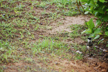 baby lapwing bird on the grass