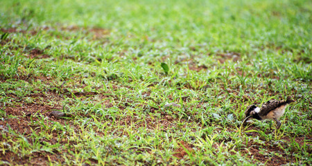 baby lapwing bird on the grass
