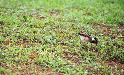 baby lapwing bird on the grass