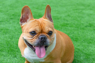 Fototapeta premium Set of young puppy french bulldog playing and activity around the house both indoor and outdoor