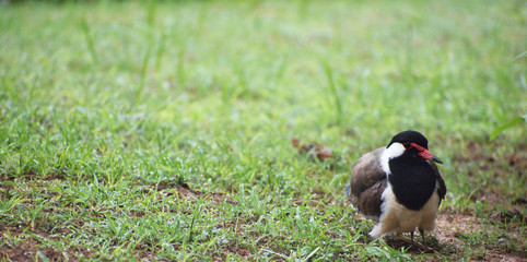lapwing bird on the grass