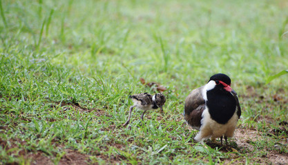 lapwing mother and its hatchling on the grass