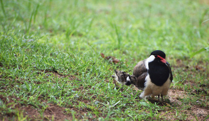 lapwing mother and its hatchling on the grass