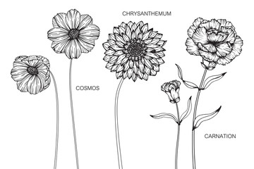 Cosmos, Carnation, Chrysanthemum, flower and leaf drawing illustration with line art on white backgrounds.
