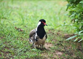 lapwing mother and its hatchling on the grass
