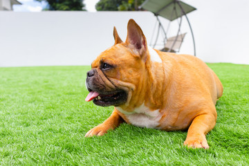 Fototapeta premium Set of young puppy french bulldog playing and activity around the house both indoor and outdoor