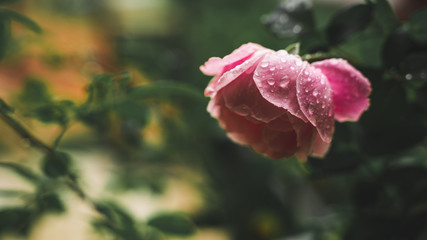 Beautiful roses in the garden on a blurred background And with warm light