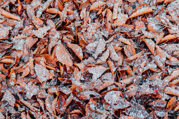 Dried leaves foliage white frozen snow in winter season background