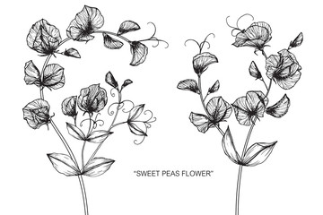 Sweet pea flower and leaf drawing illustration with line art on white backgrounds.