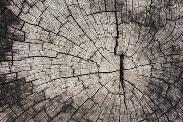 Fototapeta premium Old stump texture