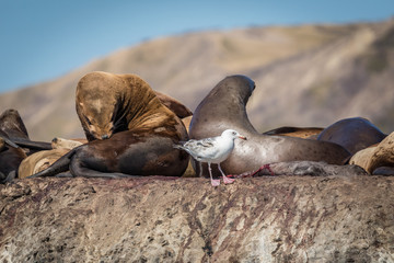 Sea lions onshore